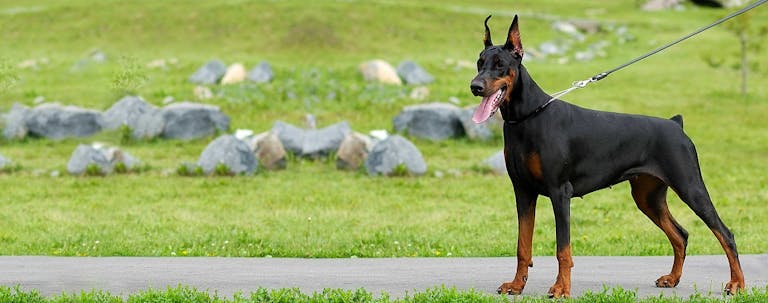 How to Train a Doberman to Stack